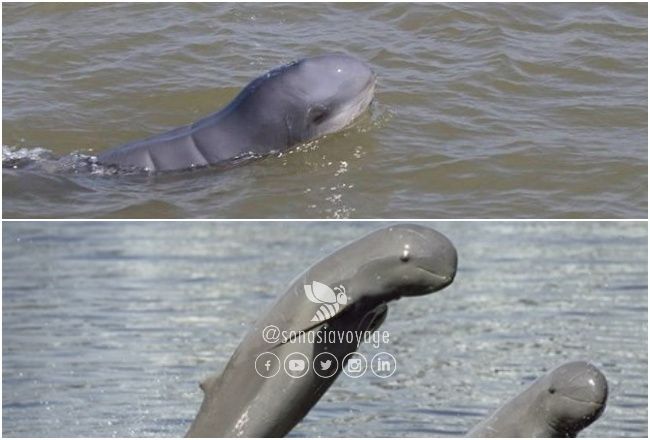 Dauphins de l'Irrawaddy